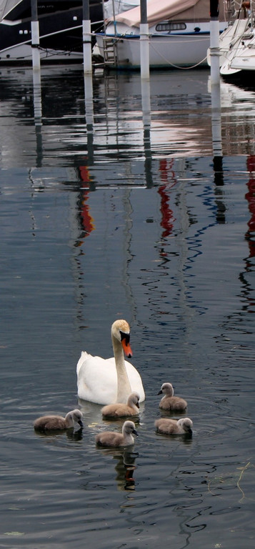z Schwanenfamilie im Hafen 08-06-2020 _1_.JPG