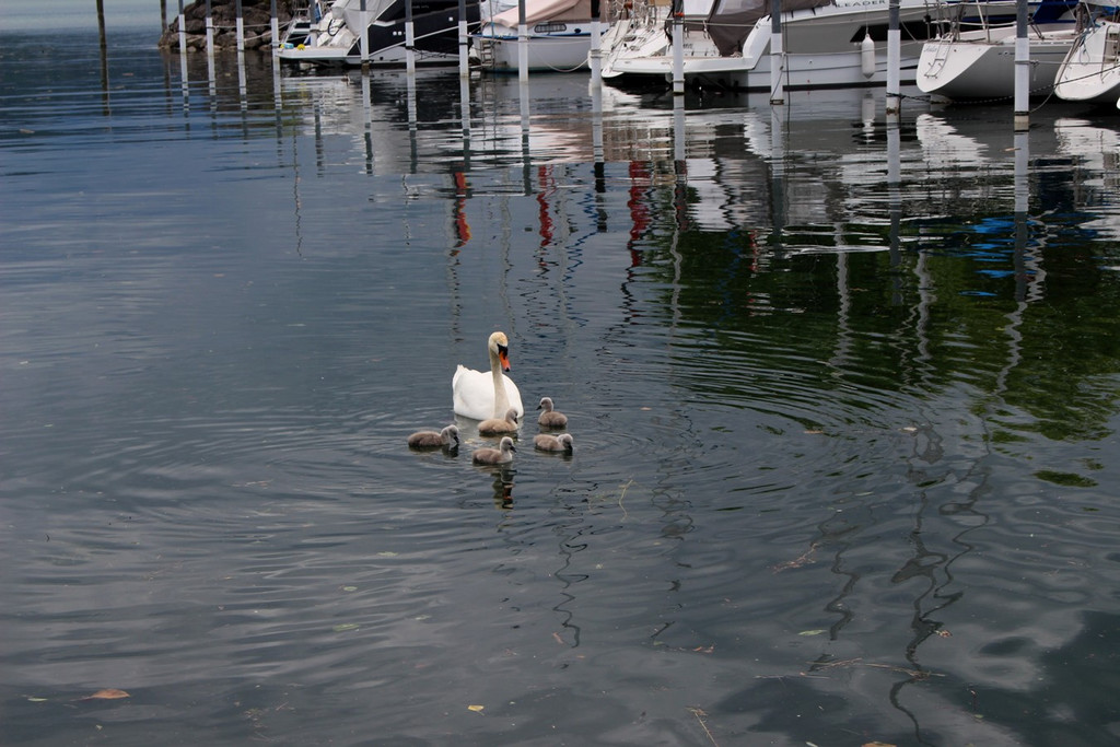 z Schwanenfamilie im Hafen 08-06-2020 _2_.JPG