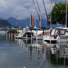 z Schwanenfamilie im Hafen 08-06-2020 _3_.JPG