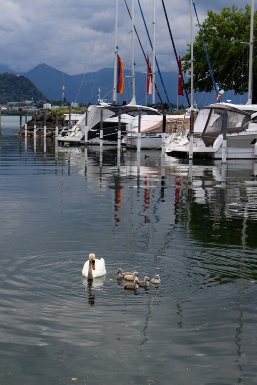 z Schwanenfamilie im Hafen 08-06-2020 _3_.JPG