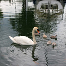 z Schwanenfamilie im Hafen 08-06-2020 _4_.JPG