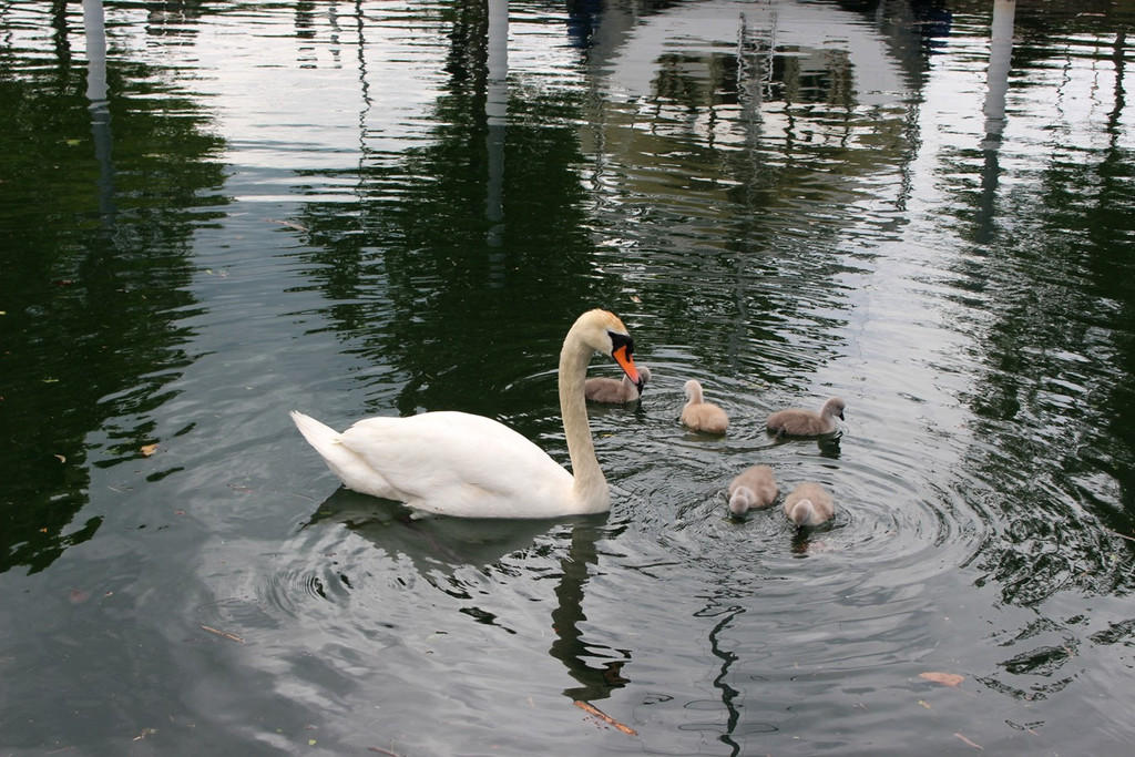 z Schwanenfamilie im Hafen 08-06-2020 _4_.JPG