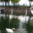 z Schwanenfamilie im Hafen 08-06-2020 _5_.JPG