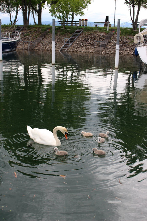 z Schwanenfamilie im Hafen 08-06-2020 _5_.JPG