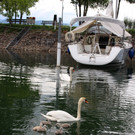 z Schwanenfamilie im Hafen 08-06-2020 _6_.JPG