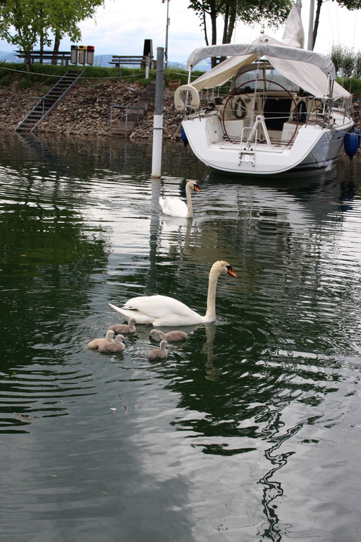 z Schwanenfamilie im Hafen 08-06-2020 _6_.JPG