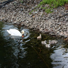 z Schwanenfamilie im Hafen 08-06-2020 _7_.JPG