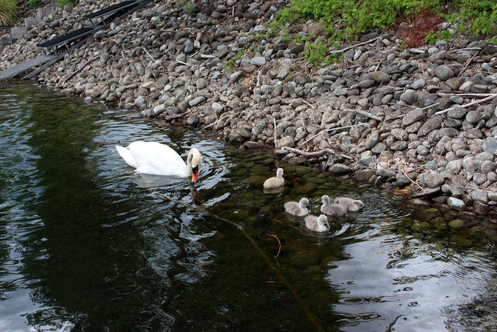 z Schwanenfamilie im Hafen 08-06-2020 _7_.JPG