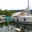 z Schwanenfamilie im Hafen 08-06-2020 _8_.JPG