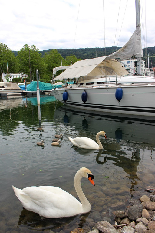 z Schwanenfamilie im Hafen 08-06-2020 _8_.JPG