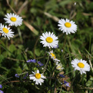 Ein kleines Stück Paradies für Blumen und Insekten