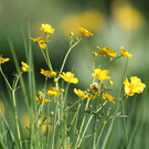 2020-04-15_0141_bearbeitet-1.jpg