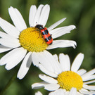 2020-05-08_0138_bearbeitet-1.jpg