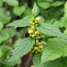 2020-05-11_0015_bearbeitet-1.jpg