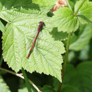 2020-05-15_0033_bearbeitet-1.jpg