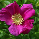 2020-05-15_0098_bearbeitet-1.jpg