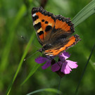 2020-05-17_0073_bearbeitet-1.jpg