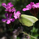 2020-05-17_0227_bearbeitet-2.jpg