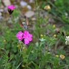 2020-05-25_0015_bearbeitet-1.jpg