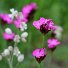 2020-05-25_0025_bearbeitet-2.jpg