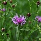 2020-05-25_0042_bearbeitet-1.jpg