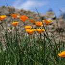 2020-05-29_0015_bearbeitet-1.jpg