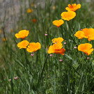2020-05-29_0029_bearbeitet-1.jpg
