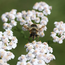 2020-05-31_0038_bearbeitet-1.jpg