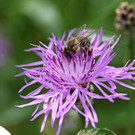2020-06-03_0104_bearbeitet-2.jpg