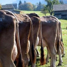 Viehausstellung St. Gallenkirch 2003