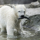 Österreichische Lotterien werden Eisbärenbaby-Paten in Schönbrunn