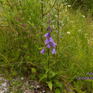 Acker Glockenblume.jpg