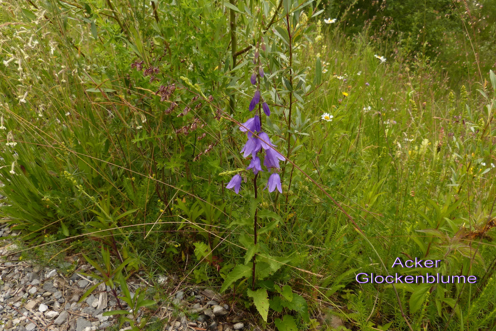 Acker Glockenblume.jpg