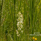gr__ne Waldhyazinthe 1.jpg
