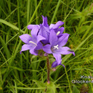 Kn__uel Glockenblume.jpg