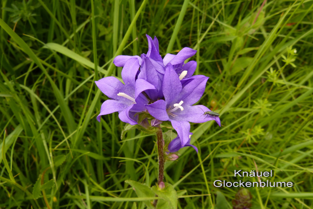 Kn__uel Glockenblume.jpg