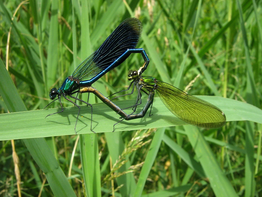 Paarungsrad geb__nderte Prachtlibelle.jpg