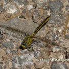 westliche Keiljungfer 1.jpg