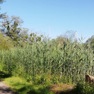 IMG_20200623_091325.jpg