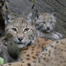 Baby-Luchs im Tiergarten Schönbrunn