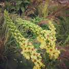 Blumen.jpeg