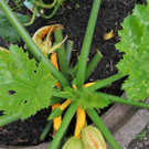 Zucchini.jpeg