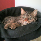 luchs