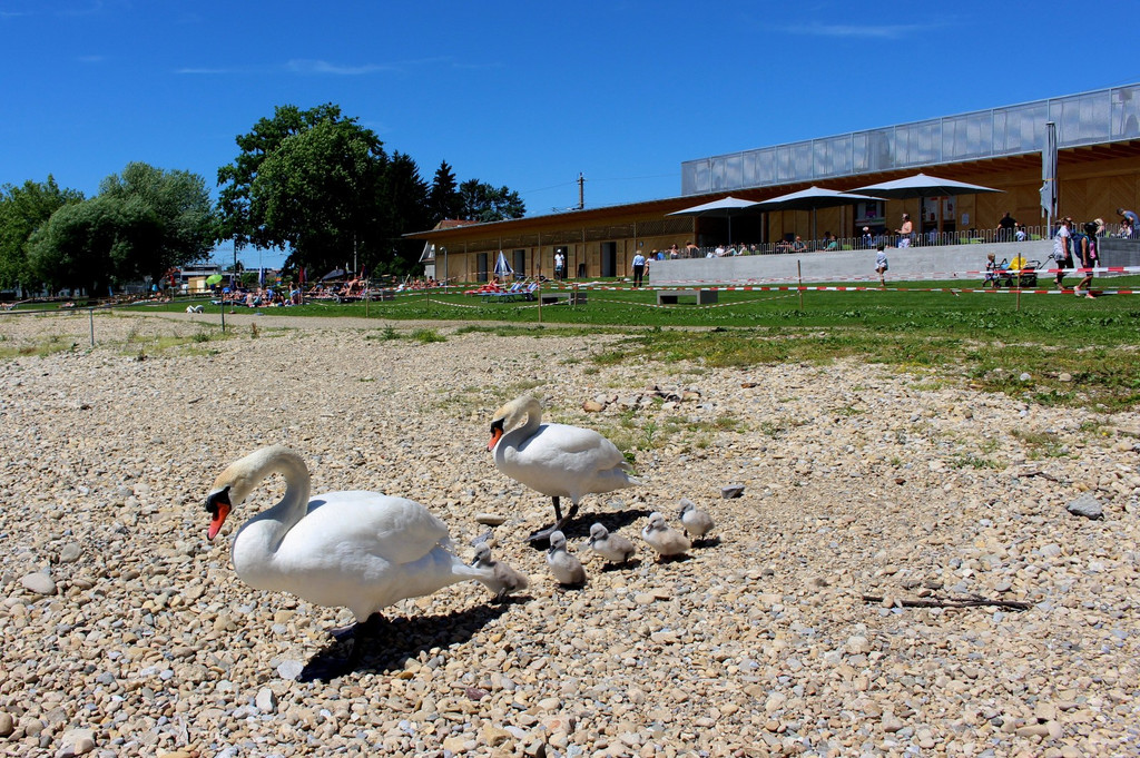 Lochau Treff am See D__MMERSCHOPPEN Sommer 2020 _7_.JPG