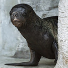 Robben-Baby im Wiener Tiergarten Schönbrunn geboren