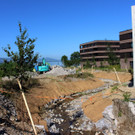Kugelbeerbach Hochwasserschutz BF oben B Juni 2020 _3_.JPG