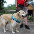 Herrenloser älterer Hund irrte  in Mödling umher: TSA sucht Halter