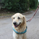 Buddy_2.jpg