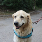 Buddy_3.jpg