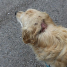Buddy_4.jpg
